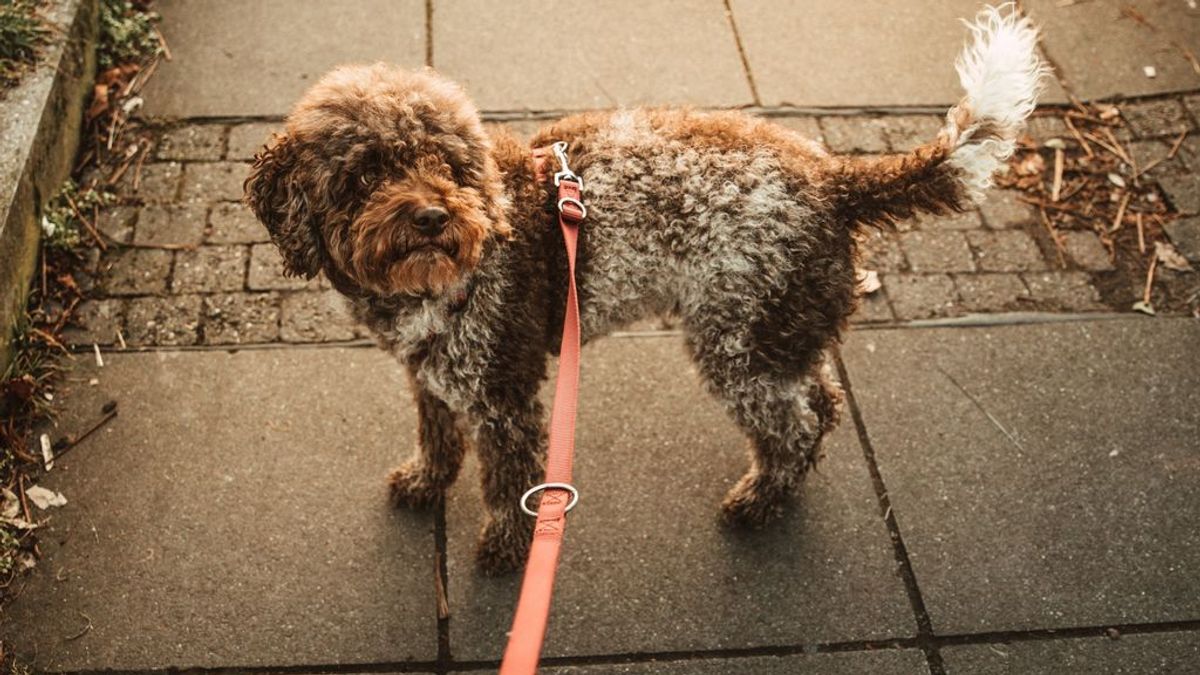 ¿Collar o arnés? ¿Qué es mejor para mi perro? La elección que tomes cambiará cómo se siente tu mascota y el modo en que paseas con ella