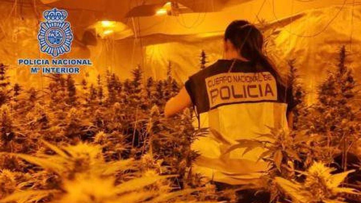 Cinco detenidos por plantar y vender marihuana en pisos para profesores de un colegio de Madrid Cinco detenidos por plantar y vender marihuana en pisos para profesores de un colegio de Madrid
