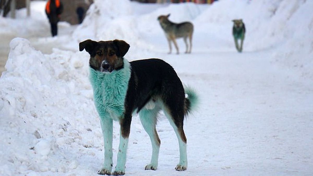 Los perros se han vuelto azules, rosados y verdes en Rusia