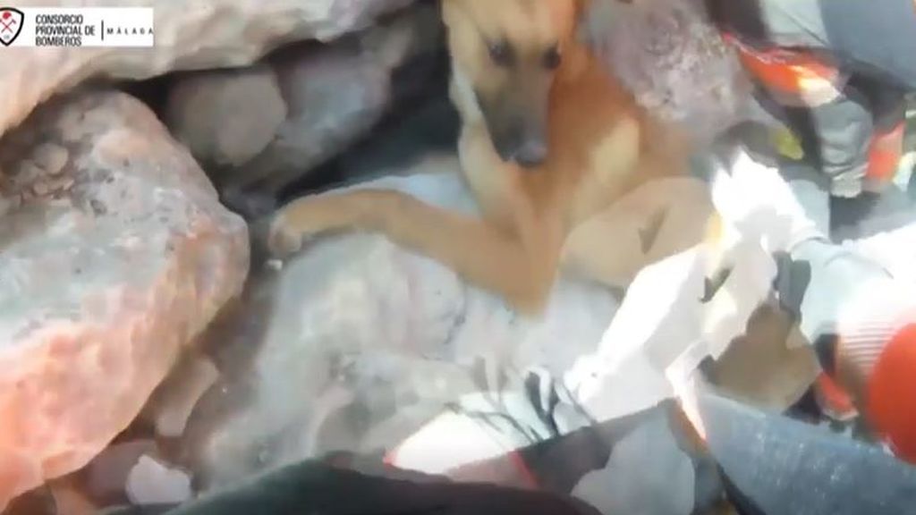 Rescate extremo de un perro en Málaga
