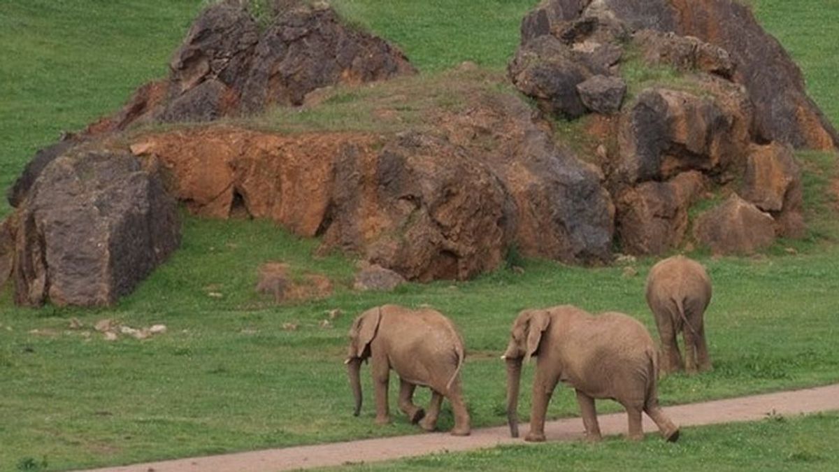Una imprudencia por "exceso de confianza" costó la vida al operario de Cabárceno golpeado por una elefanta Una imprudencia por "exceso de confianza" costó la vida al operario de Cabárceno golpeado por una elefanta