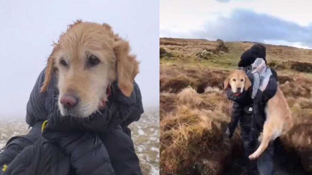 Denunciar a una pareja que rescató a una perrita de morir congelada por saltarse el confinamiento