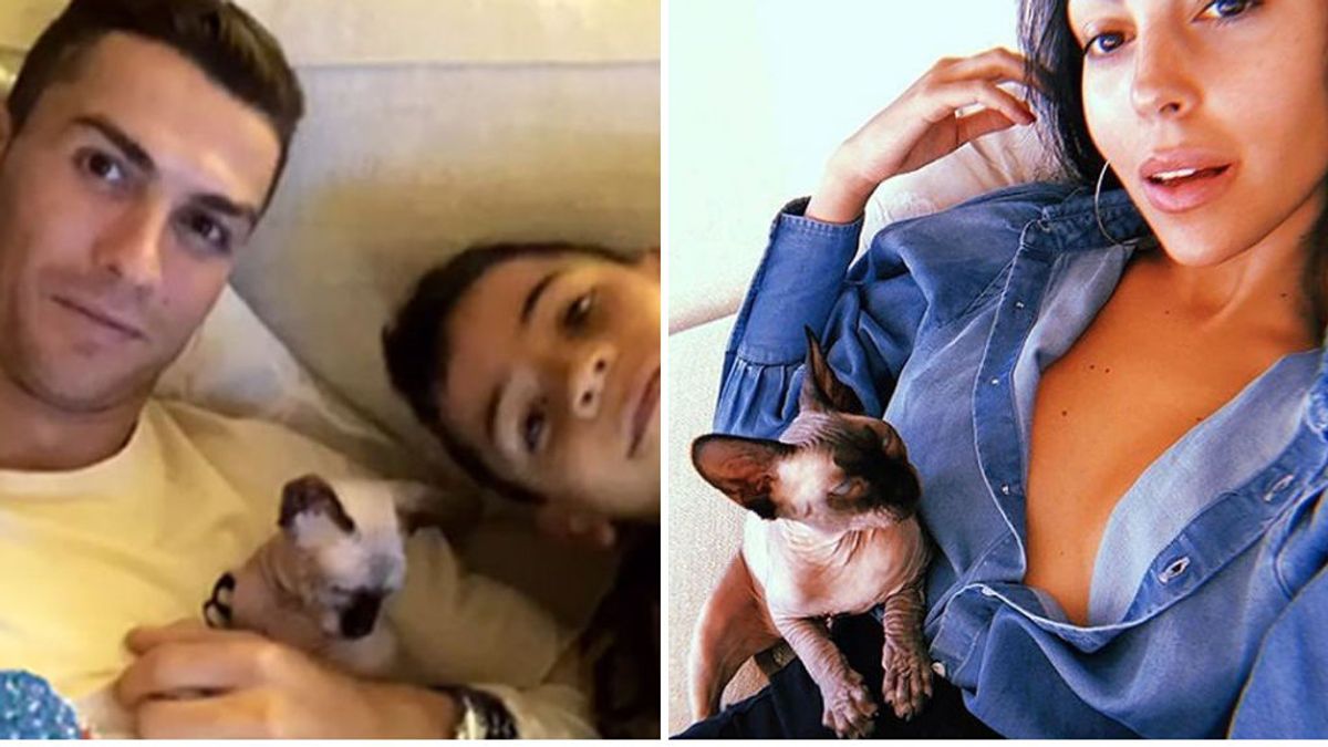 Cristiano y Georgina mandan a su gato Pepe en jet privado a España tras ser atropellado Cristiano y Georgina mandan a su gato Pepe en jet privado a España tras ser atropellado