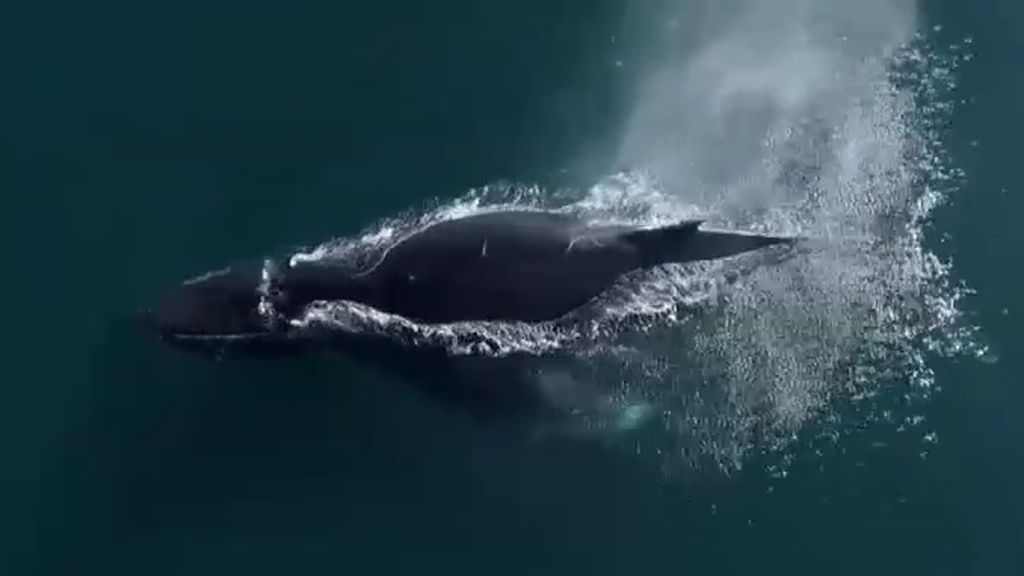 Una ballena jorobada se luce para los tripulantes de una lancha en California