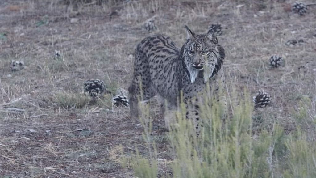 EuropaPress_3354281_lince_iberico