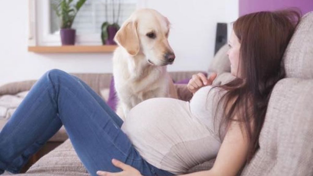No hay ningún estudio científico que pruebe que los perros pueden detectar el embarazo.