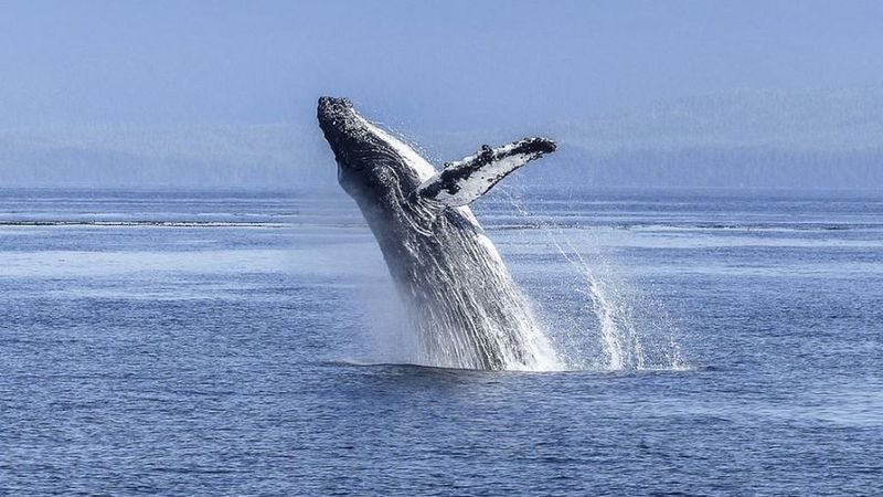 Como Se Dice Ballena En Ingles