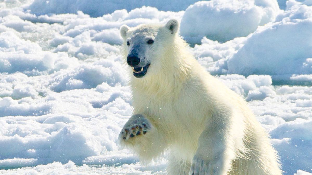 La pérdida de hielo del Ártico obliga a los osos polares a utilizar cuatro veces más energía para sobrevivir, según un estudio La pérdida de hielo del Ártico obliga a los osos polares a utilizar cuatro veces más energía para sobrevivir, según un estudio