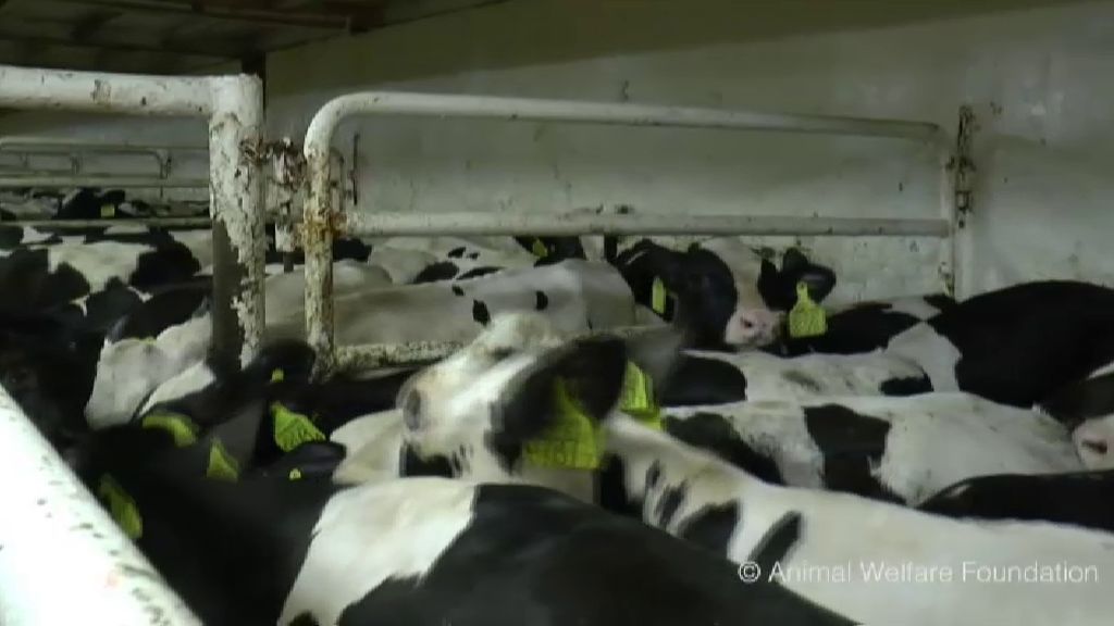 Un laboratorio analiza si las vacas atrapadas en un barco en Cartagena tienen el virus de la lengua azul