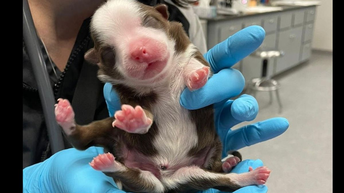 El milagro de Skipper: una perra que ha nacido conde seis patas, dos caderas y dos órganos reproductivos El milagro de Skipper: una perra que ha nacido conde seis patas, dos caderas y dos órganos reproductivos