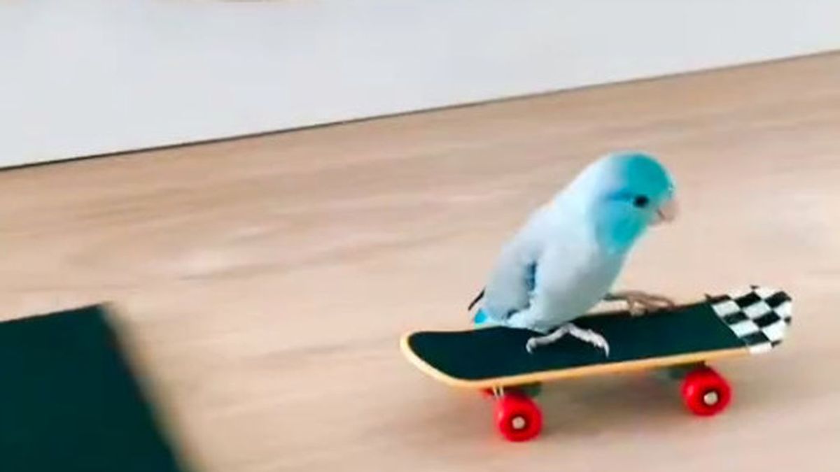 De 'chocar los cinco' a deslizarse en monopatín: las habilidades de Wolfie, el loro skater de TikTok De 'chocar los cinco' a deslizarse en monopatín: las habilidades de Wolfie, el loro skater de TikTok