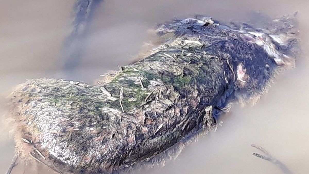 Hallan flotando el cadáver de un lince ibérico muerto por disparos en Doñana Hallan flotando el cadáver de un lince ibérico muerto por disparos en Doñana