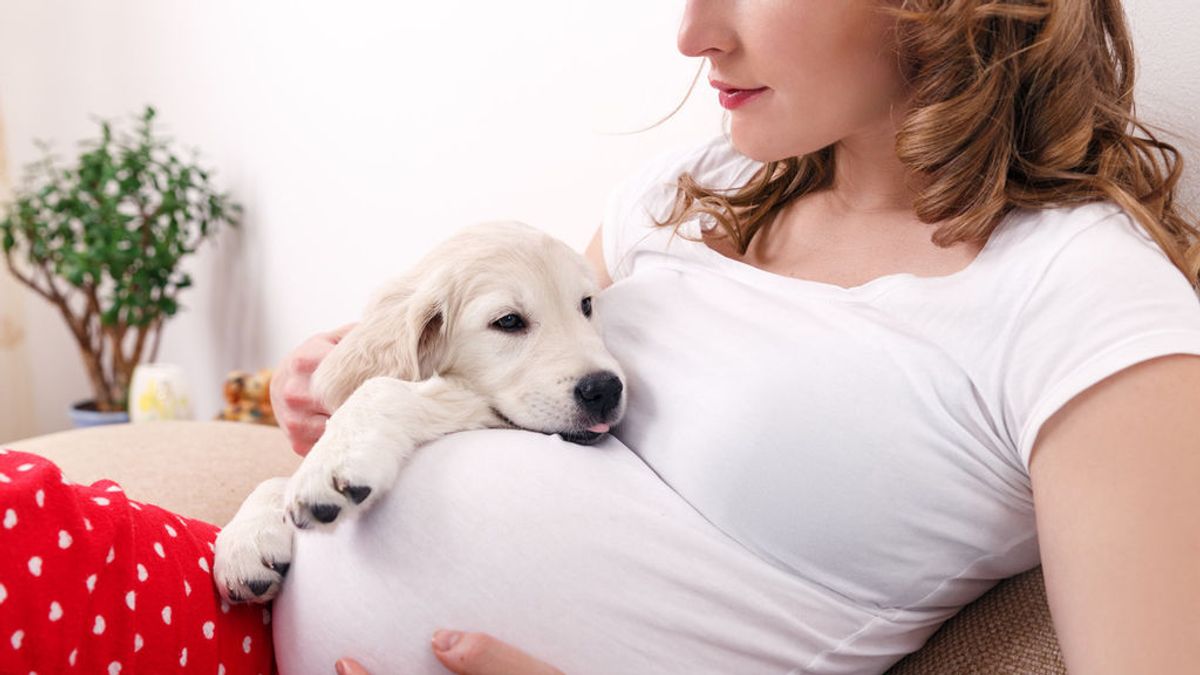 Perros y embarazo, la especial relación de las mascotas con sus dueños: ¿puede detectar si estás embarazada?