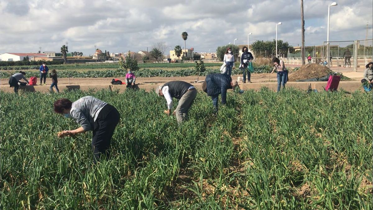 Los ciudadanos se han acercado a esta huerta durante diez días para recoger sus cebollas Los ciudadanos se han acercado a esta huerta durante diez días para recoger sus cebollas