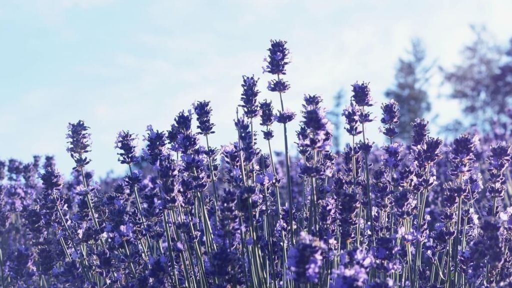 La lavanda será un producto indispensable para cuidar bien de la piel.
