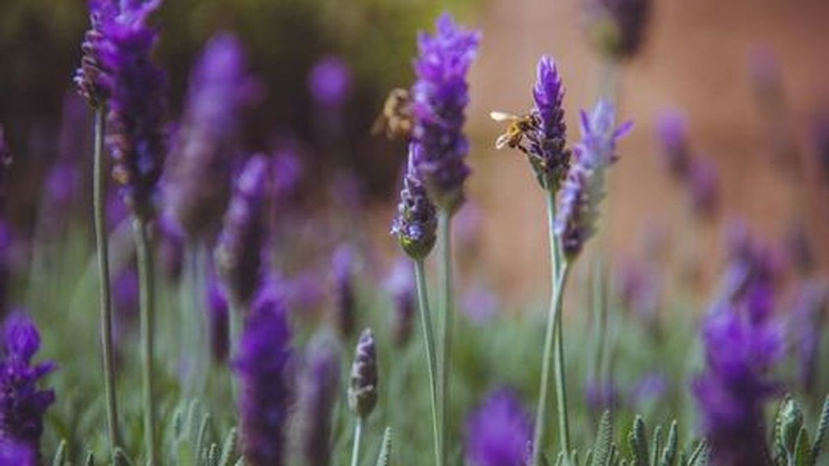 Lavanda, la planta que podrá ayudarte a cuidar la piel y a la relajarte: los productos imprescindibles en tu día a día.