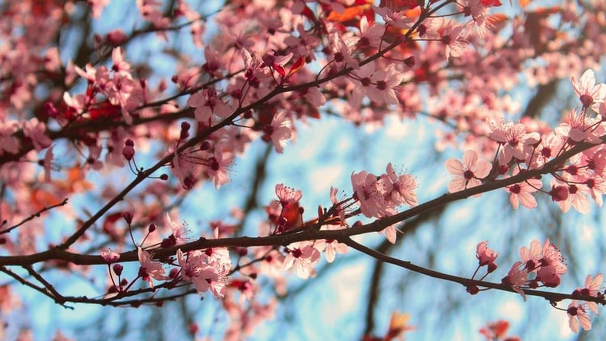 ¿Almendro o cerezo? Estos son los trucos para distinguir con la floración primaveral