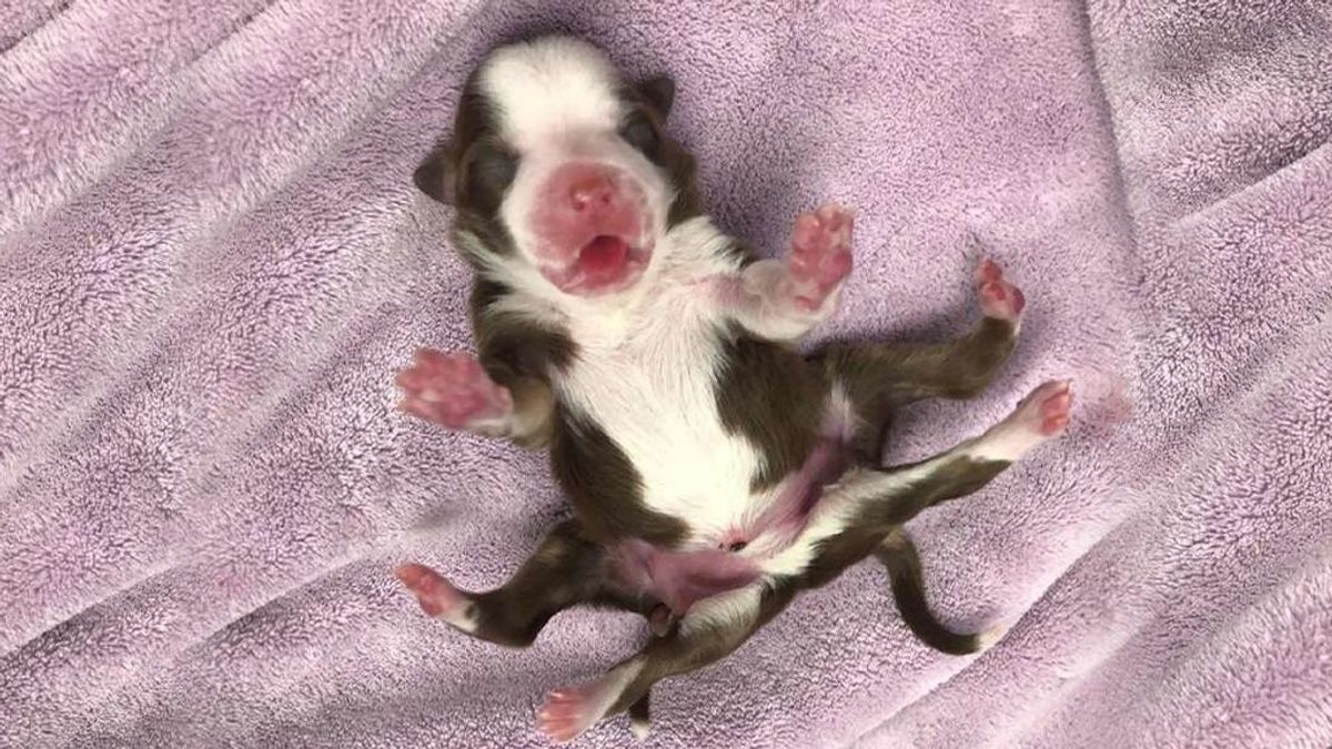 "Es un milagro": nace un cachorro de seis patas durante la tormenta de nieve en EEUU