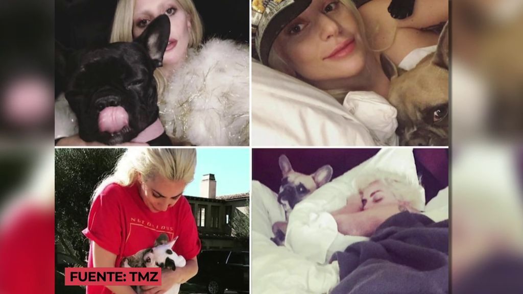 Lady Gaga ofrece 500.000 euros por una pista de sus perros