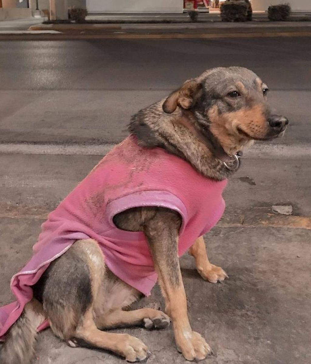 perra lola