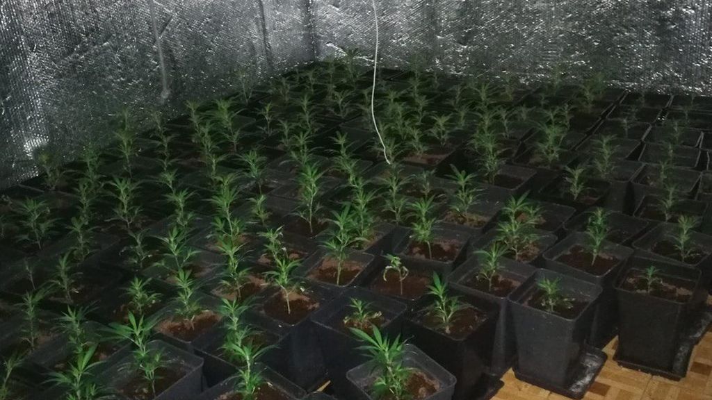 La marihuana que se vende en Madrid no es apta para el consumo en el 62 % de los casos