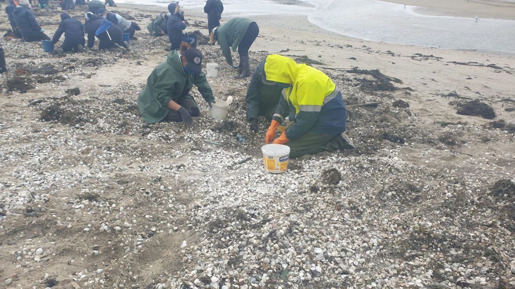 Toneladas de marisco muerto cubren las playas de Rianxo por culpa de las constantes lluvias