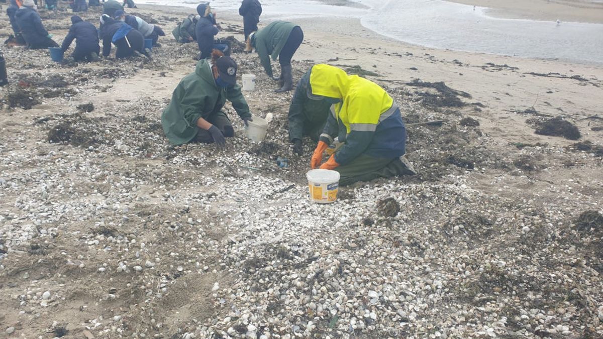 Toneladas de marisco muerto cubren las playas de Rianxo por culpa de las constantes lluvias Toneladas de marisco muerto cubren las playas de Rianxo por culpa de las constantes lluvias