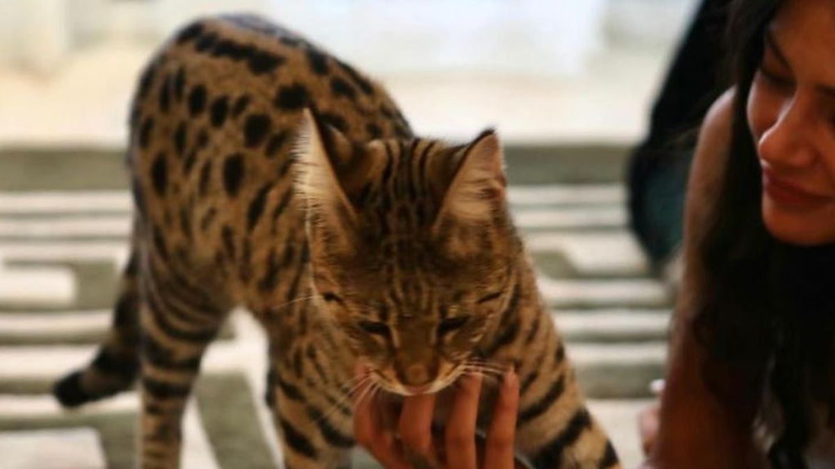 3.000 euros para quien encuentre a Rajah, el gato de una celebrity francesa perdido en Marbella 3.000 euros para quien encuentre a Rajah, el gato de una celebrity francesa perdido en Marbella