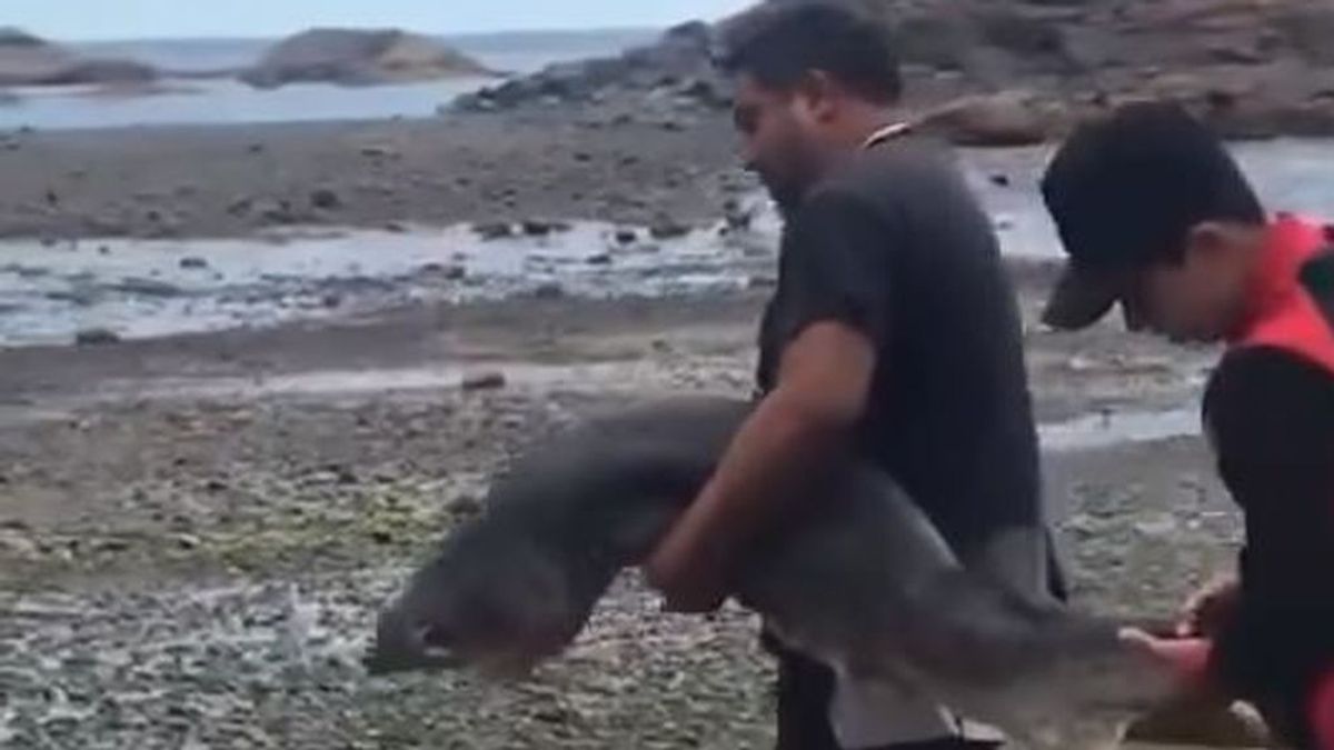 Matan a un tiburón a puñaladas para hacerse una fotografía con el cadáver
