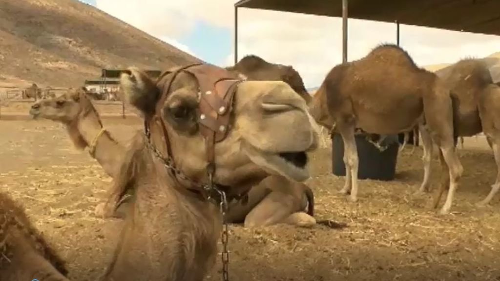 Fuerteventura busca promocionar la leche de camella, un producto gourmet de lujo