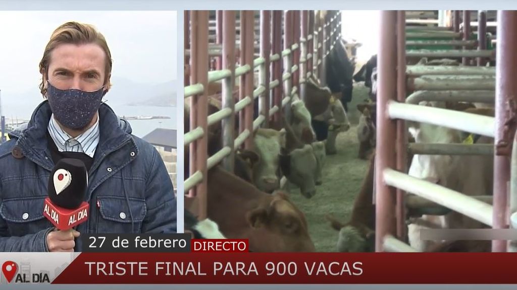 Los 900 terneros encerrados en el barco de Cartagena serán sarificados