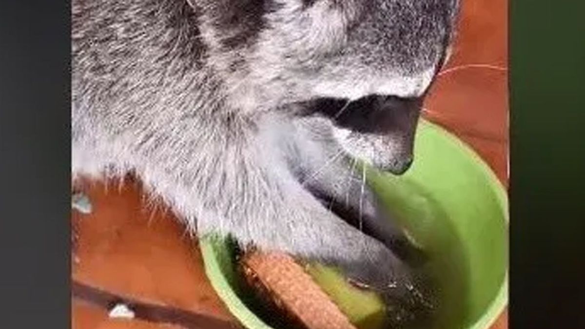 Un mapache doméstico se vuelve viral por su entusiasta manera de lavar los platos sucios
