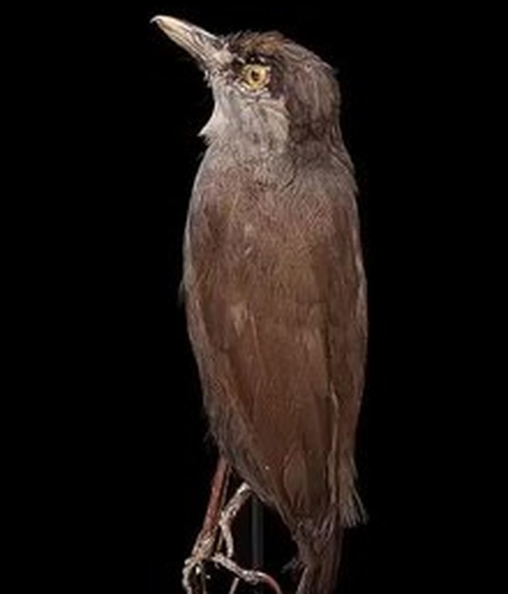 220px--Naturalis_Biodiversity_Center_-_RMNH.AVES.89412_-_Malacocincla_perspicillata_(Bonaparte,_1850)_-_Black-browed_Babbler_-_specimen_-_video.webm