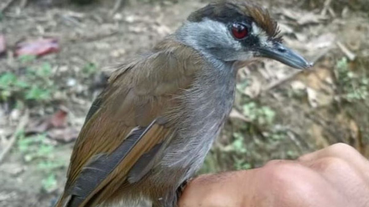 Reaparece un pájaro que se creía extinto hace 170 años: así es la misteriosa tordina cejinegra