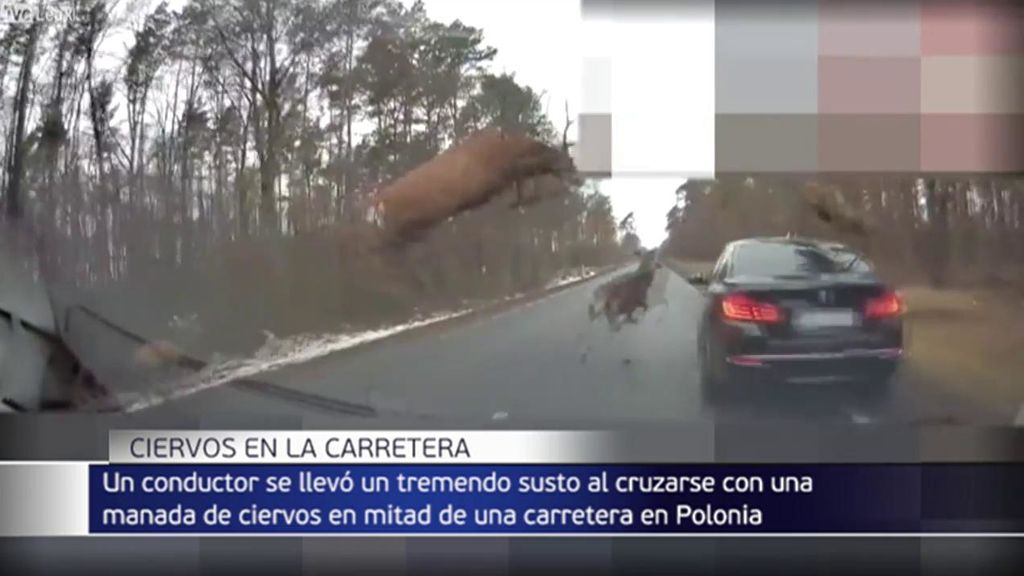 Susto al volante en Polonia: una docena de ciervos cruza la carretera a toda velocidad