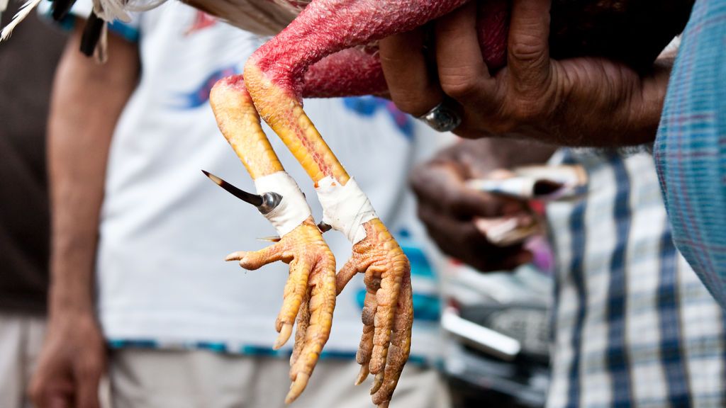 El gallo le clavó el cuchillo en la ingle