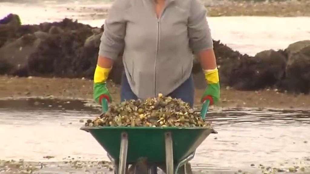La costa de Carril (Galicia) se cubre de marisco muerto tras las lluvias