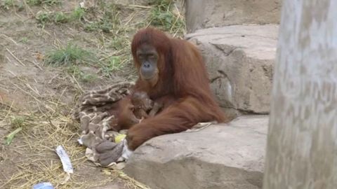 Nace un bebé orangután de Sumatra en el zoo de Nueva Orleans - NIUS