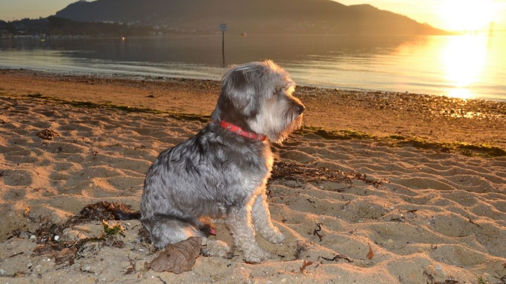 Faruq en una playa de Redondela próxima a su casa