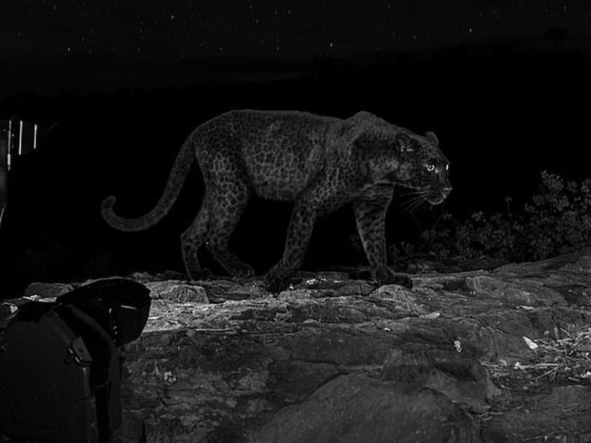 Un fotógrafo logra captar al escurridizo leopardo negro en África -  Informativos Telecinco