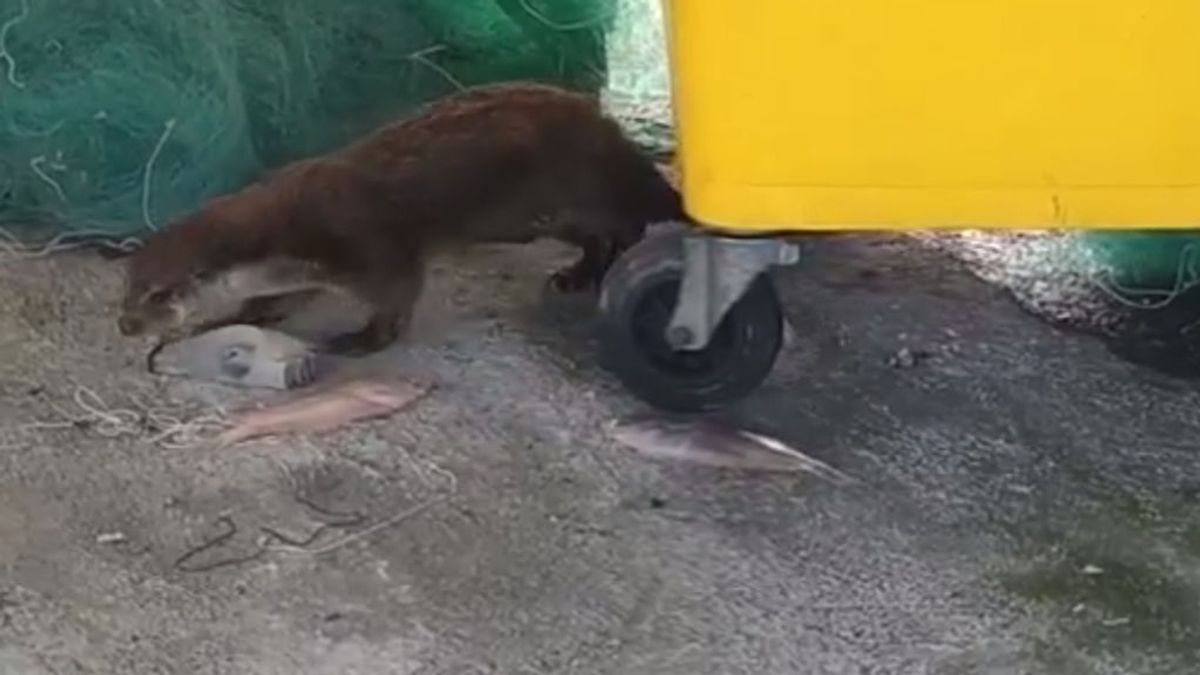 Una nutria se escapa de la ría para pescar a su presa en el Puerto de Marín en Galicia Una nutria se escapa de la ría para pescar a su presa en el Puerto de Marín en Galicia