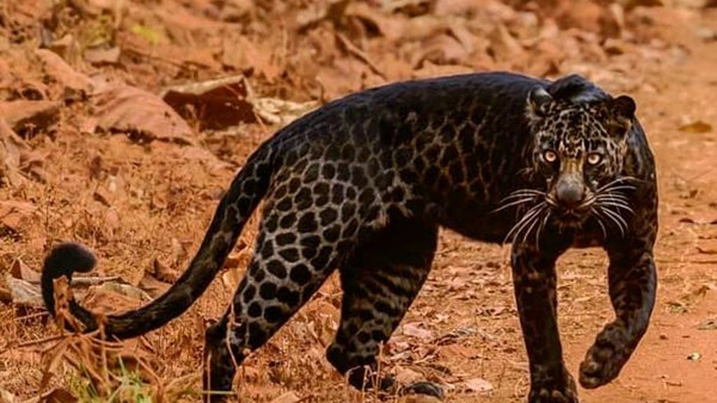 Un fotógrafo logra captar al escurridizo leopardo negro en África -  Informativos Telecinco