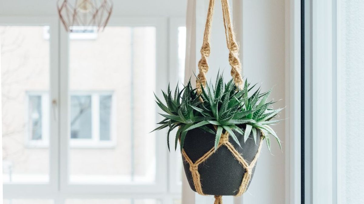 Plantas colgantes, el complemento natural ideal para decorar con estilo tu casa