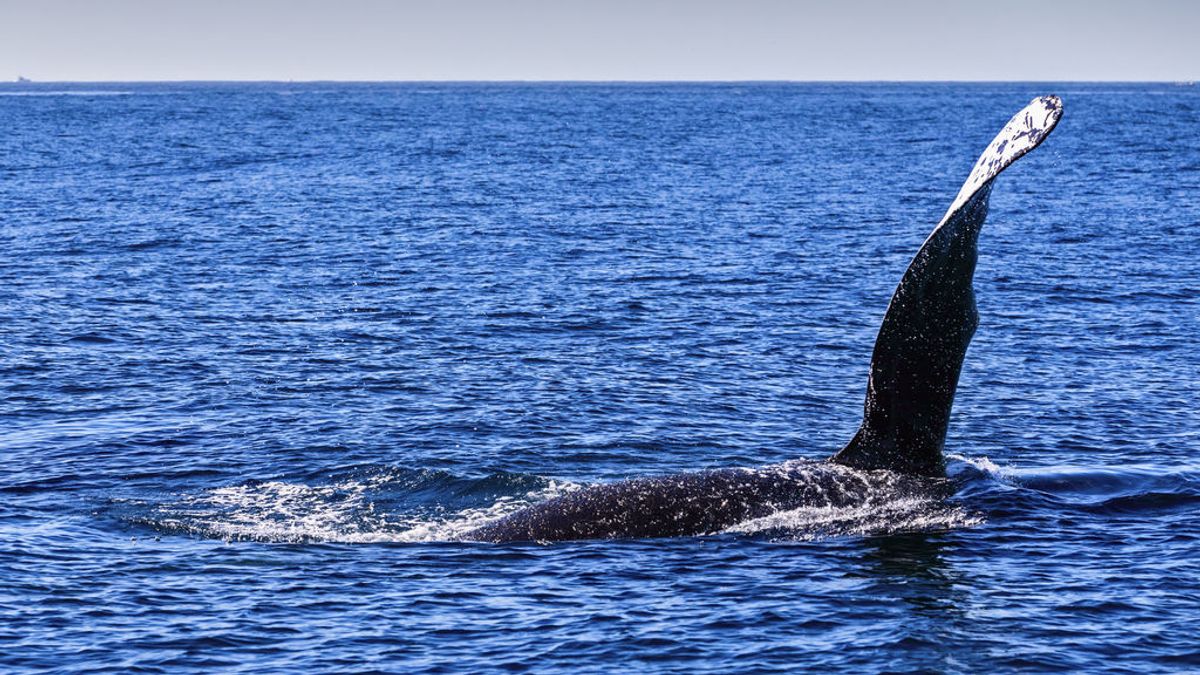 Una mujer encuentra un bulto de siete kilos de vómito de ballena valorado en más de 210.000 euros