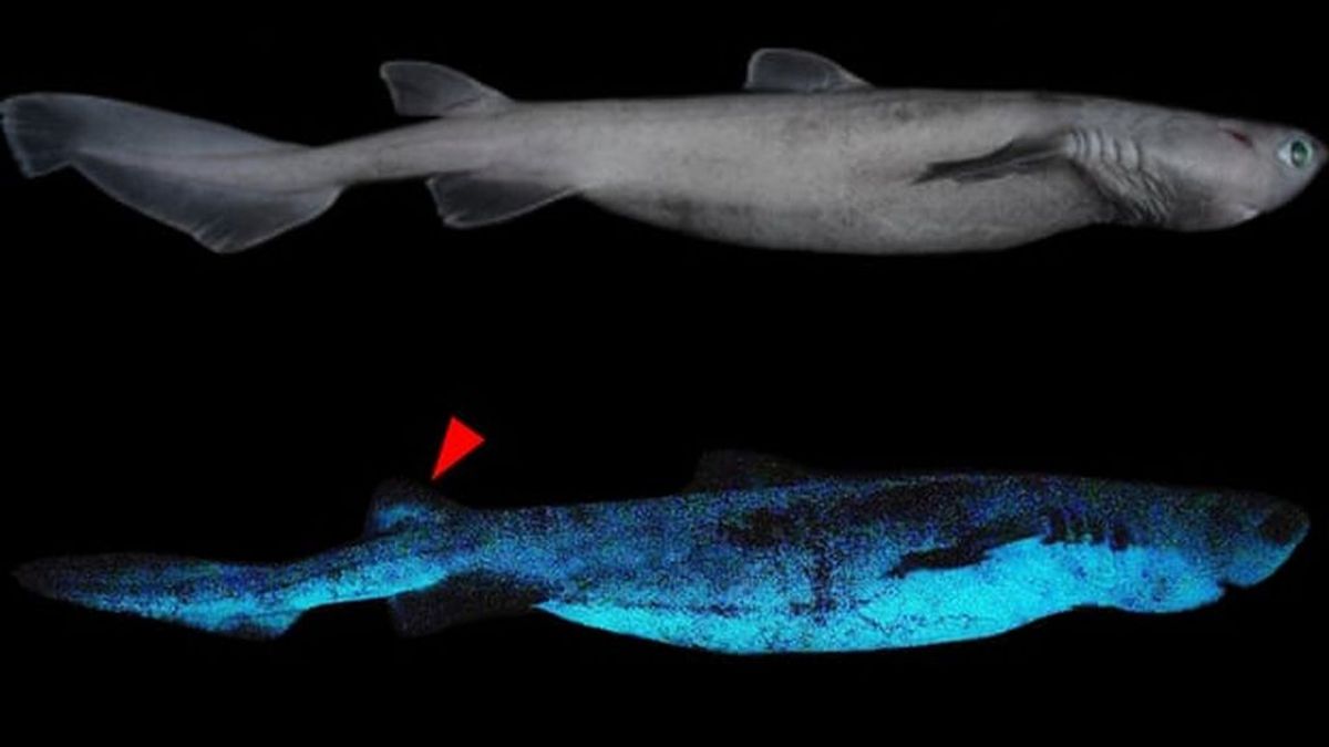 Habita en las profundidades del océano y brilla en la oscuridad: así es el tiburón "más luminoso" del mundo Habita en las profundidades del océano y brilla en la oscuridad: así es el tiburón "más luminoso" del mundo