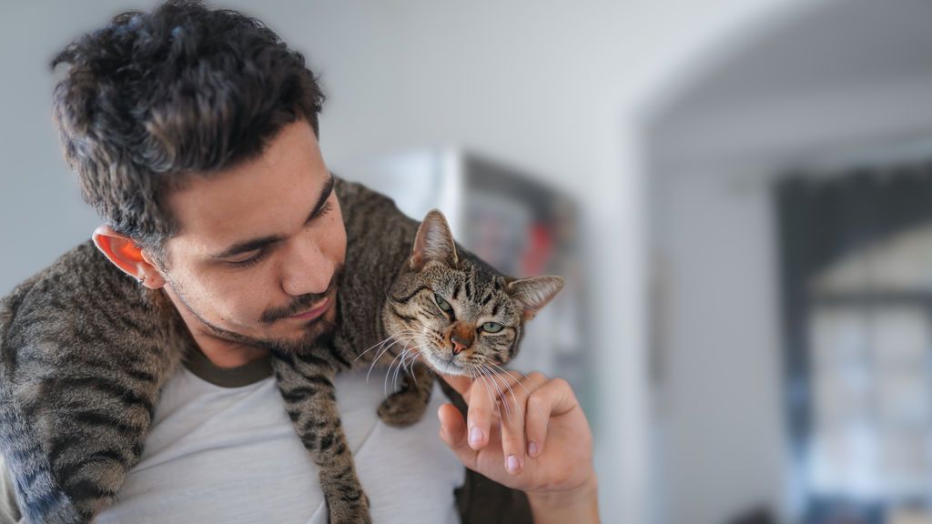 Los gatos no puedan identificar algunas señales sociales