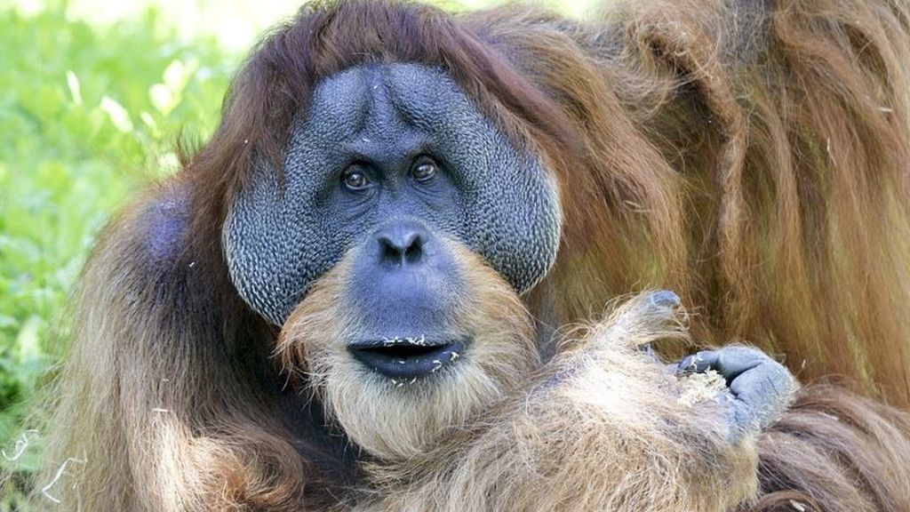 El emocionante regreso de 10 orangutanes a su hábitat tras un año aislados por el coronavirus
