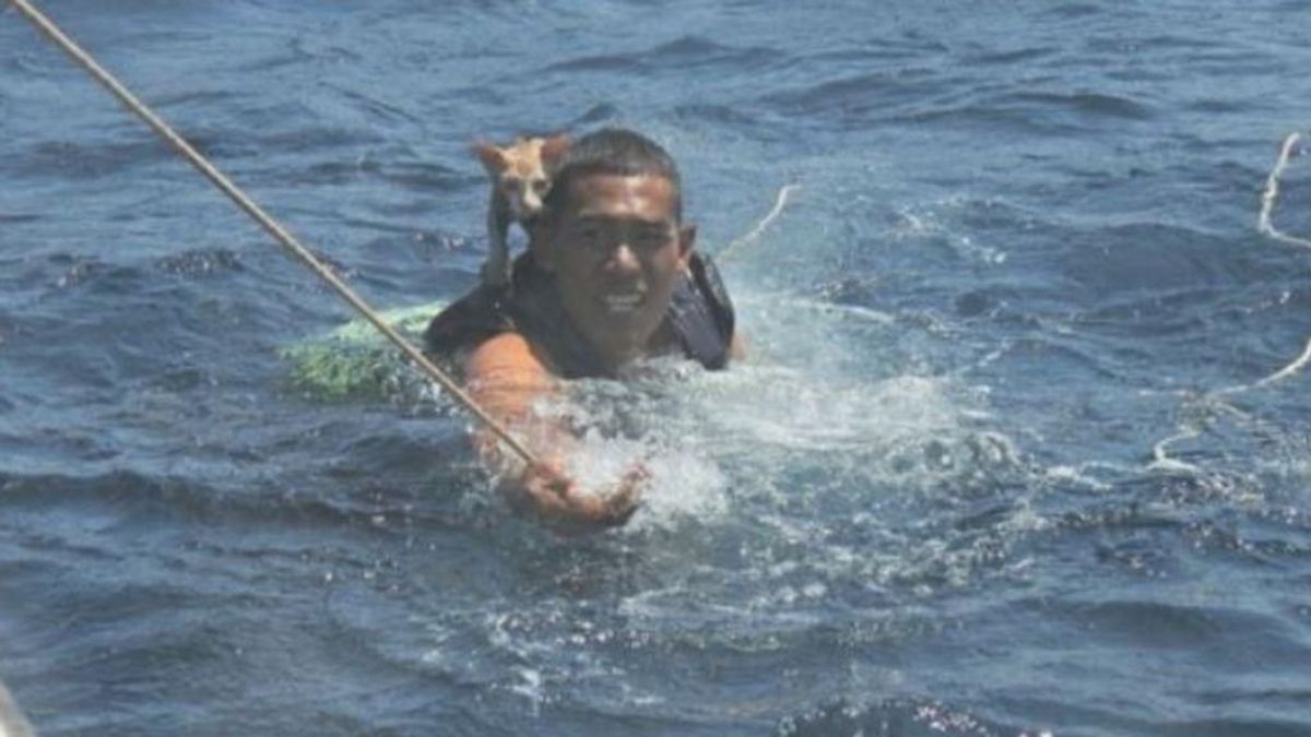 Un joven héroe desafía la alta mar para rescatar a cuatro gatos de un barco en llamas