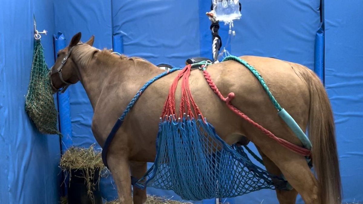 Un brote del coronavirus de los caballos deja 2 ejemplares sacrificados y 17 en UCI en una semana en Valencia Un brote del coronavirus de los caballos deja 2 ejemplares sacrificados y 17 en UCI en una semana en Valencia
