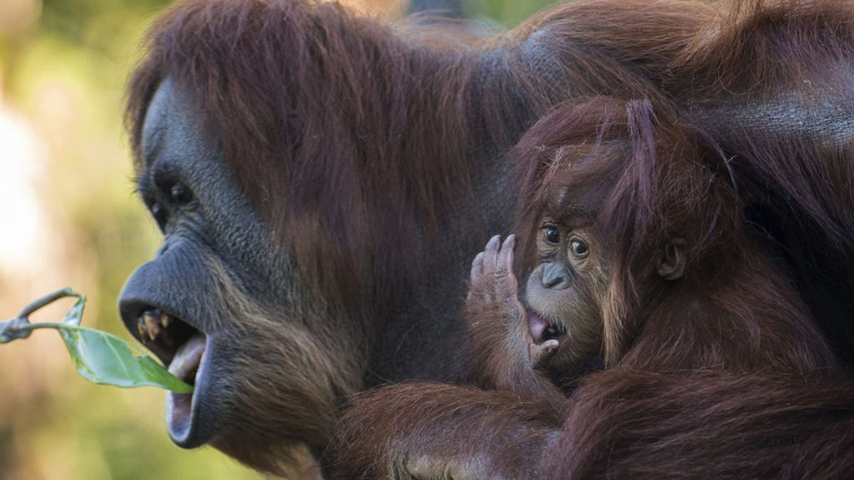 La orangutana Karen y sus compañeros del zoo de San Diego, primeros simios en recibir la vacuna contra la covid La orangutana Karen y sus compañeros del zoo de San Diego, primeros simios en recibir la vacuna contra la covid